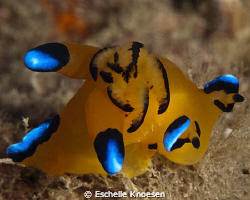 Nudi, indian ocean, Khor Fhakkan. by Eschelle Knoesen 